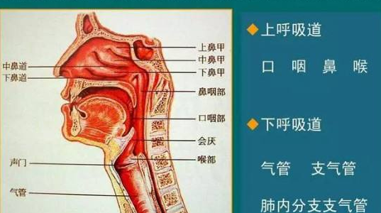 孩子上呼吸道感染,经常反复不彻底怎么办?_腾讯新闻