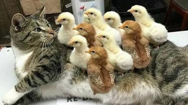调皮小鸡踩着猫咪身上蹿下跳,还啄猫咪的脑袋,怕是不要命了吧