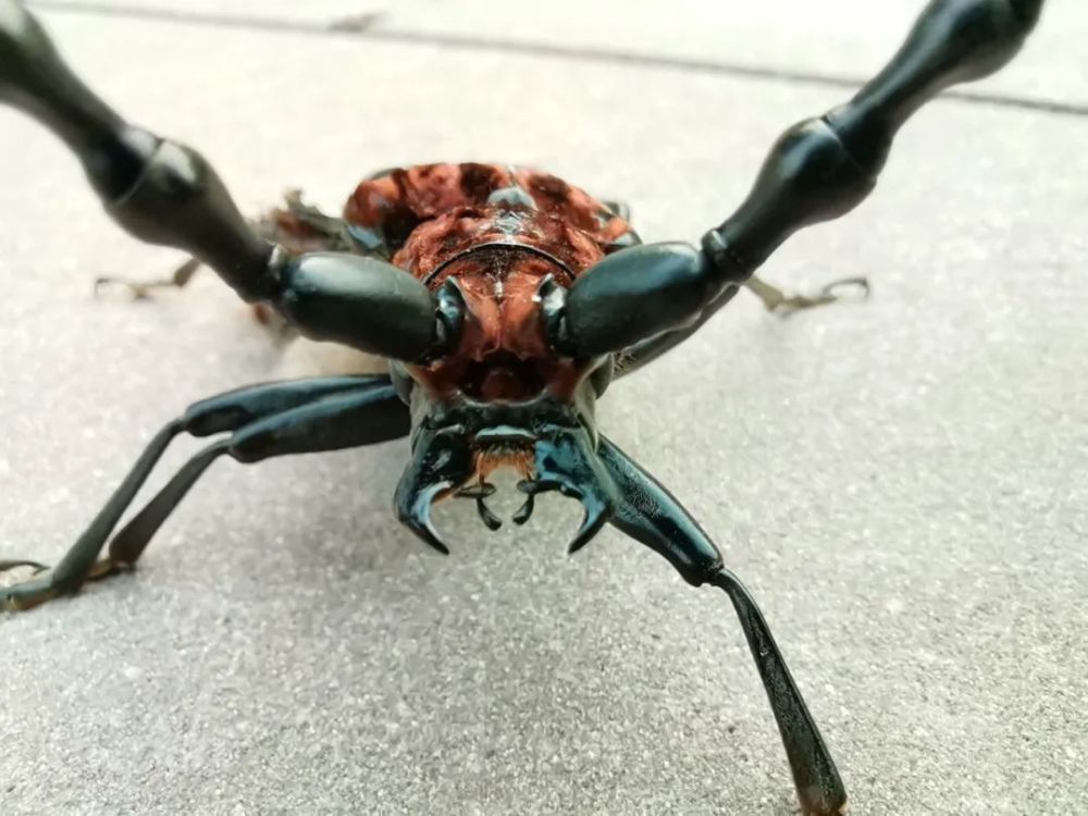 一只呆萌高颜值的小家伙,三明这里首次发现!