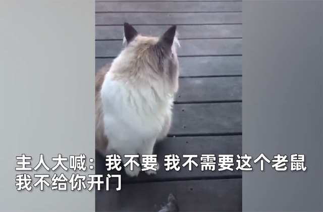 小猫叼回老鼠被主人拒之门外遭崩溃嘶吼 咱大户人家不需要你打猎 老鼠 小猫 猫咪 翠花