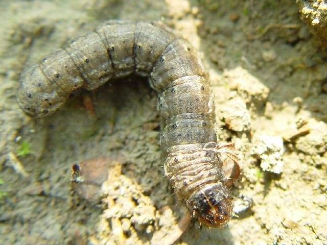 学会这个防治方法,轻松扫清田间地老虎!