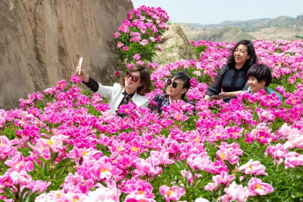 美翻了 榆林这个乡村千万朵芍药花竞相绽放 西北新闻资讯信息网
