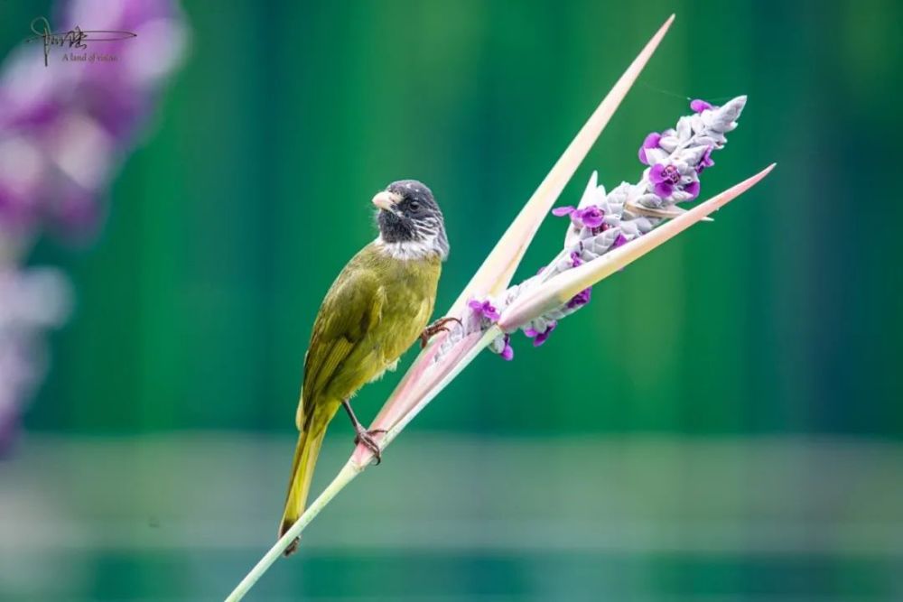 在杭州江洋畈生态公园经常可以看到这些绿鸟吃花