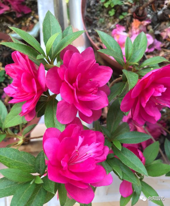 气温回升 3种花卉不要买 黄叶 烂根 养不活 白花冤枉钱 腾讯新闻