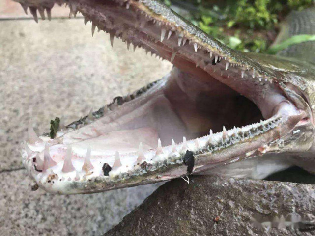 一次产卵20万粒,被人放生后酿成灾祸,如今被我国列入黑名单|鳄雀鳝