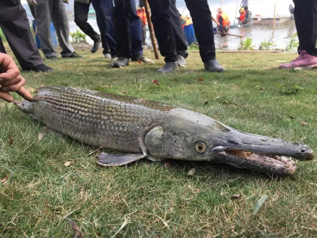 一次产卵20万粒,被人放生后酿成灾祸,如今被我国列入黑名单|鳄雀鳝