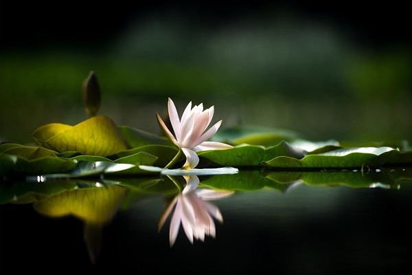 花菖蒲 木槿 花烛 谁才是最美花仙子 上海植物园邀你赏夏季花展 腾讯新闻