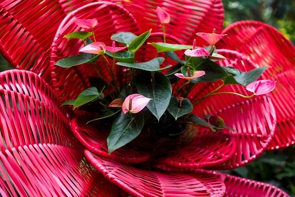 花菖蒲 木槿 花烛 谁才是最美花仙子 上海植物园邀你赏夏季花展 腾讯新闻
