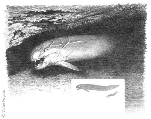 邓氏鱼:青面钢牙的泥盆纪之王