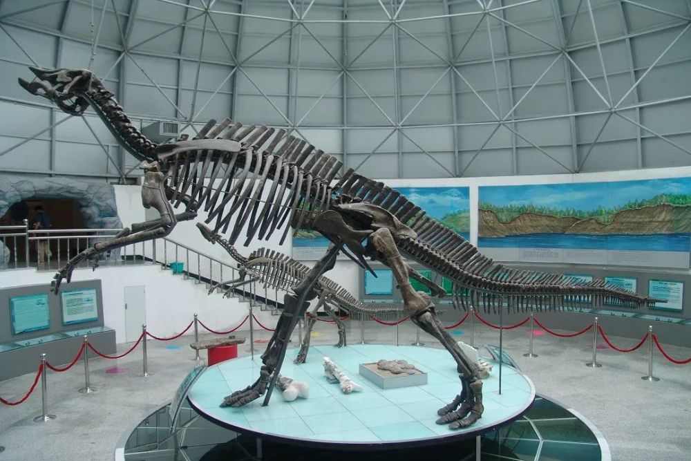 满洲龙:中国恐龙的"驻外大使"_腾讯新闻