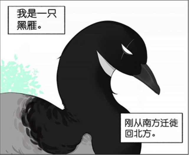 爆笑漫画 鸭子先生带着小麻雀回了北方 小麻雀高兴的在地上滚来滚去