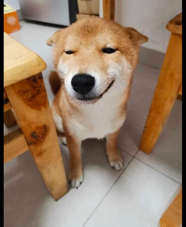 主人教育犯错的柴犬,但看到它很不屑的表情,怎么好想打它呢!_腾讯新闻