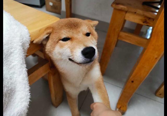 主人教育犯错的柴犬,但看到它很不屑的表情,怎么好想打它呢!_腾讯新闻