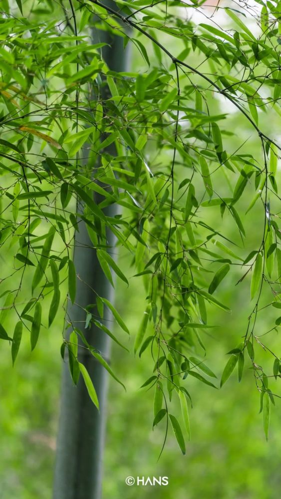 味清香咸宁盛产楠竹原来,咸宁不只有温泉,这里的初夏藏着这么多宝藏