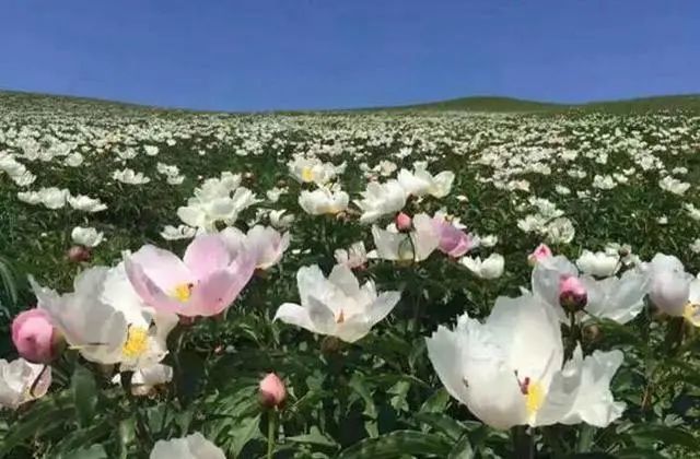 北京头条