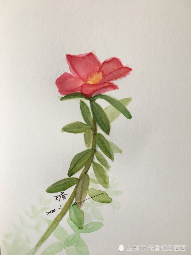 画美丽的马齿苋花,过程简单,一看就会_腾讯新闻