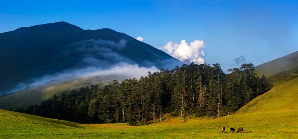 犍為嘉陽小火車沙灣郭沫若故居旅遊景區免票總數各6000張(每天限量100