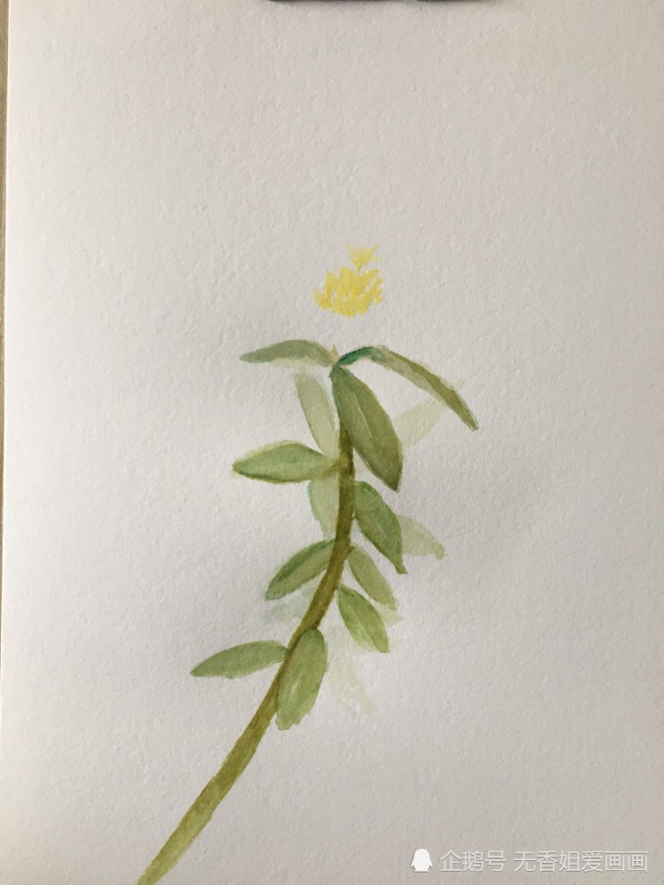 画美丽的马齿苋花,过程简单,一看就会_腾讯新闻