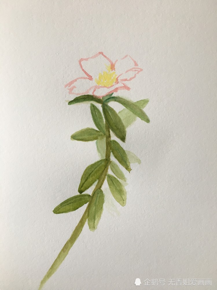 画美丽的马齿苋花,过程简单,一看就会_腾讯新闻