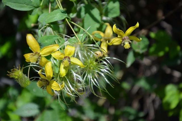 一味草药追风透骨