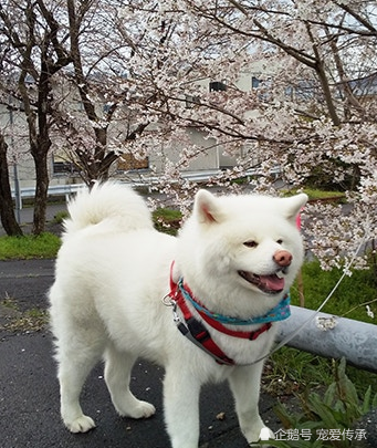 日本第一个让狗狗当市长的城市出现了 白色秋田犬击败7位候选人 腾讯新闻