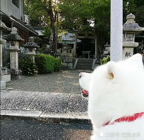 日本第一个让狗狗当市长的城市出现了 白色秋田犬击败7位候选人 腾讯新闻