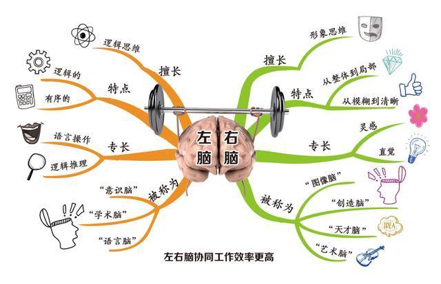 带娃方式可从大脑分工入手做好左右脑联结教育孩子事半功倍