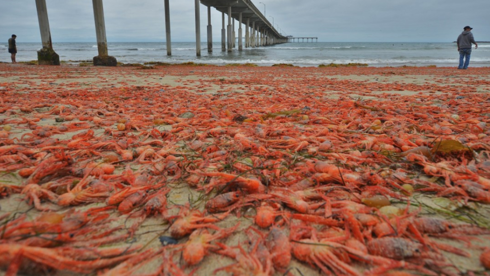 美国海边小龙虾泛滥中国吃货看到后直言这不是小龙虾