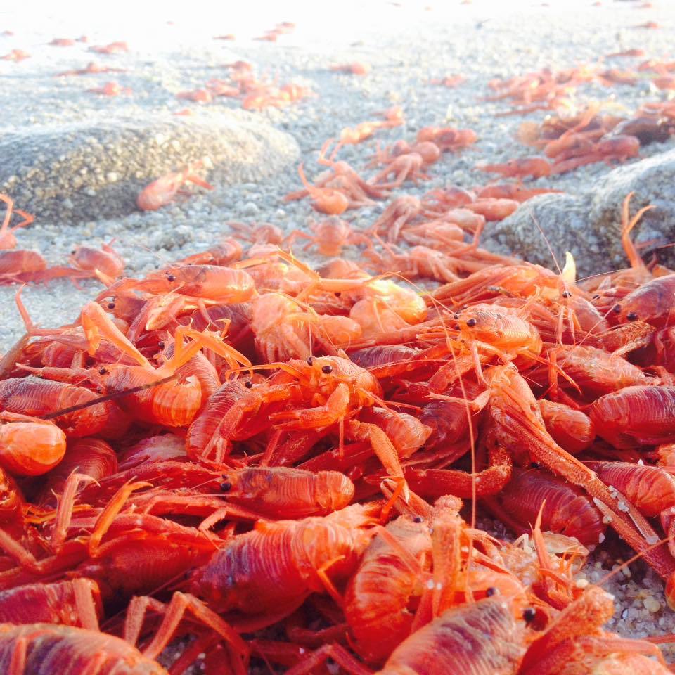 美国海边小龙虾泛滥中国吃货看到后直言这不是小龙虾