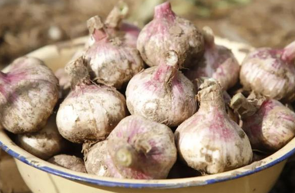 900多万斤大蒜正上市,今年却变"蒜你贱",几毛一斤无人收购