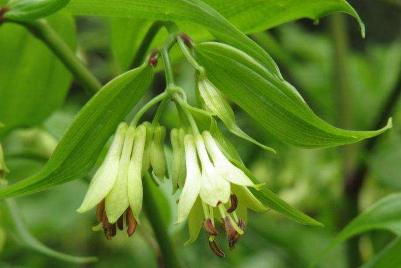 民间草药万寿竹