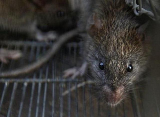 疫情期间美国老鼠泛滥成灾成群在街上游荡饿疯了连同类都吃