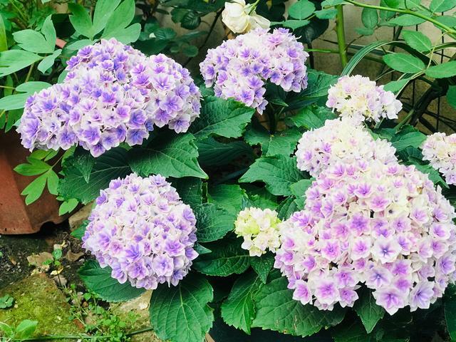 此款绣球花 花色美丽 植株低矮 很适合盆栽 耐寒 东北也能养 绣球花 盆栽 植株 夏洛特公主 绿植