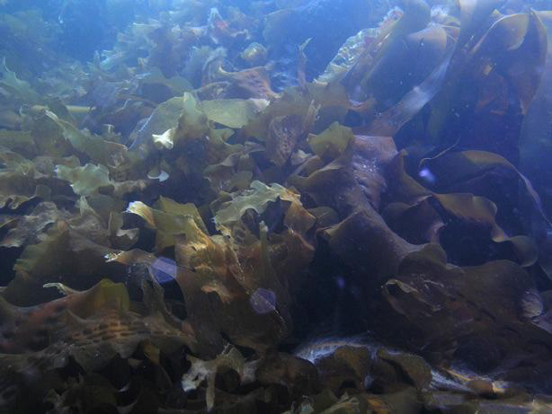 海带和紫菜是什么关系