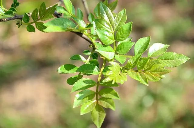 春天吃野菜只盯著地上找?忽視了樹上,鮮嫩可口,別錯過