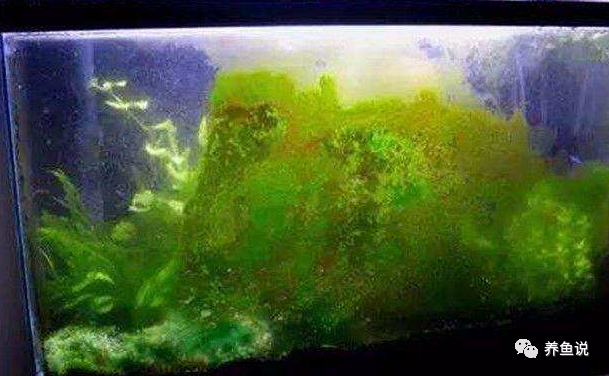 鱼缸长藻对鱼有害吗 绿尘藻简单有效的清洁方法 鱼缸长藻不用愁 鱼缸 藻类 鱼类