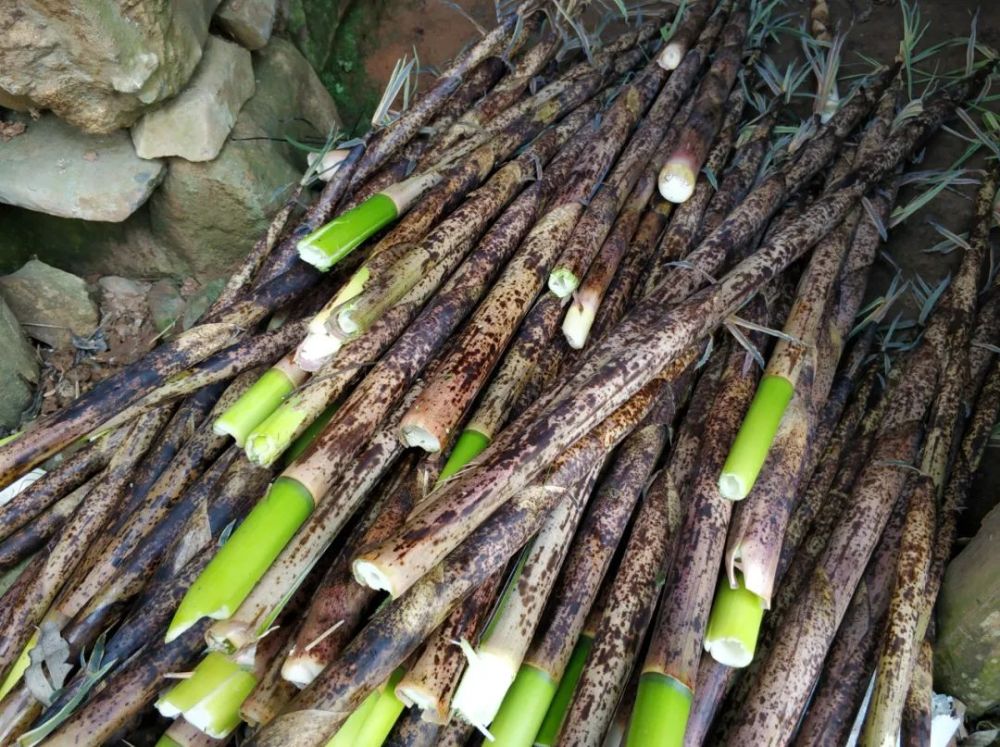 就在霞浦茶园旁边的野生竹笋到处都是这样拨太过瘾了