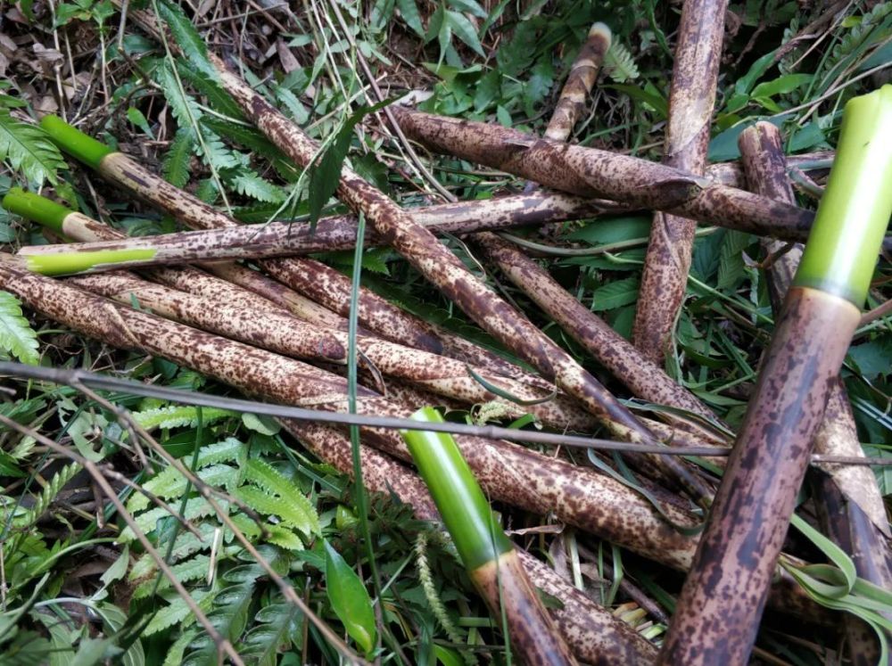 就算是小时候也没有这么多的花竹笋拨确实是大丰收了一起去看看