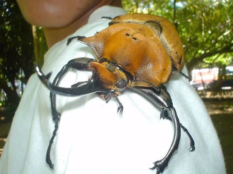 被当做宠物饲养的大象象兜虫(megasoma elephas.