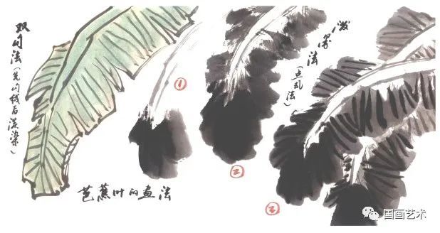 用写意法画芭蕉应提倡大笔,大墨,大水,大形,不要太拘谨,常画诸如芭蕉