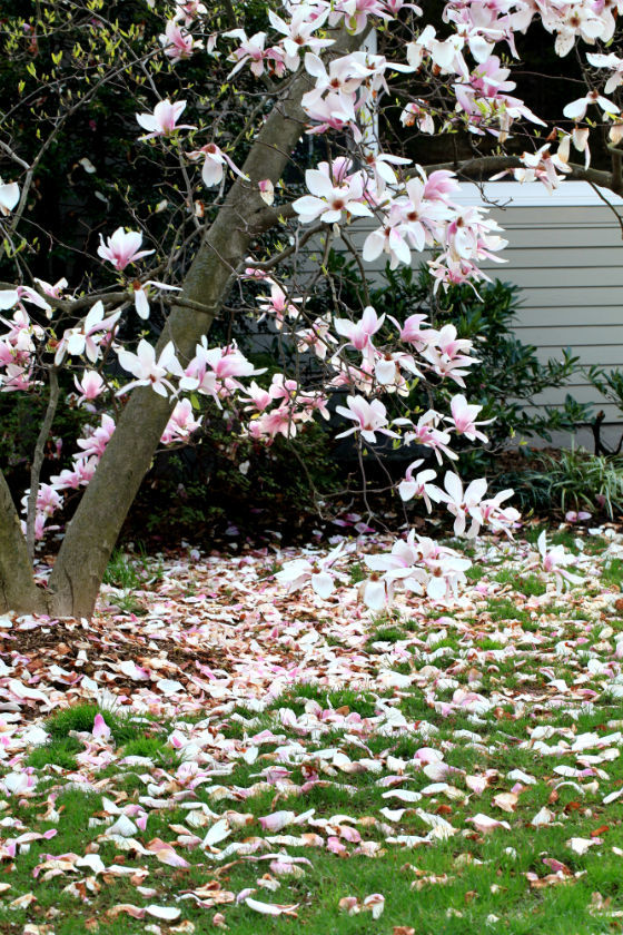玉兰落花——花谢花飞飞满天,红消香断有谁怜?_腾讯新闻