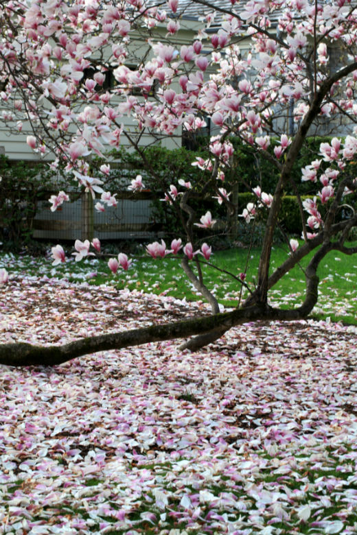 玉兰落花——花谢花飞飞满天,红消香断有谁怜?_腾讯新闻