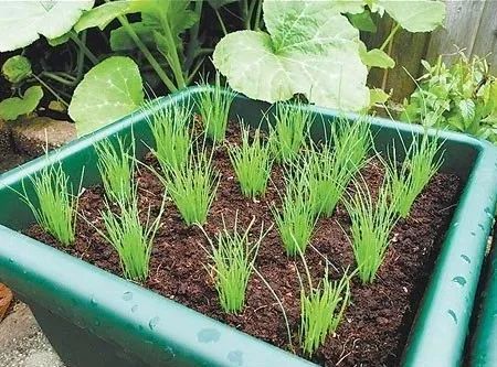 花盆|阳台别再种花了，几个花盆种这个，一年不用再买菜！