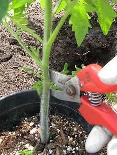 花盆|阳台别再种花了，几个花盆种这个，一年不用再买菜！