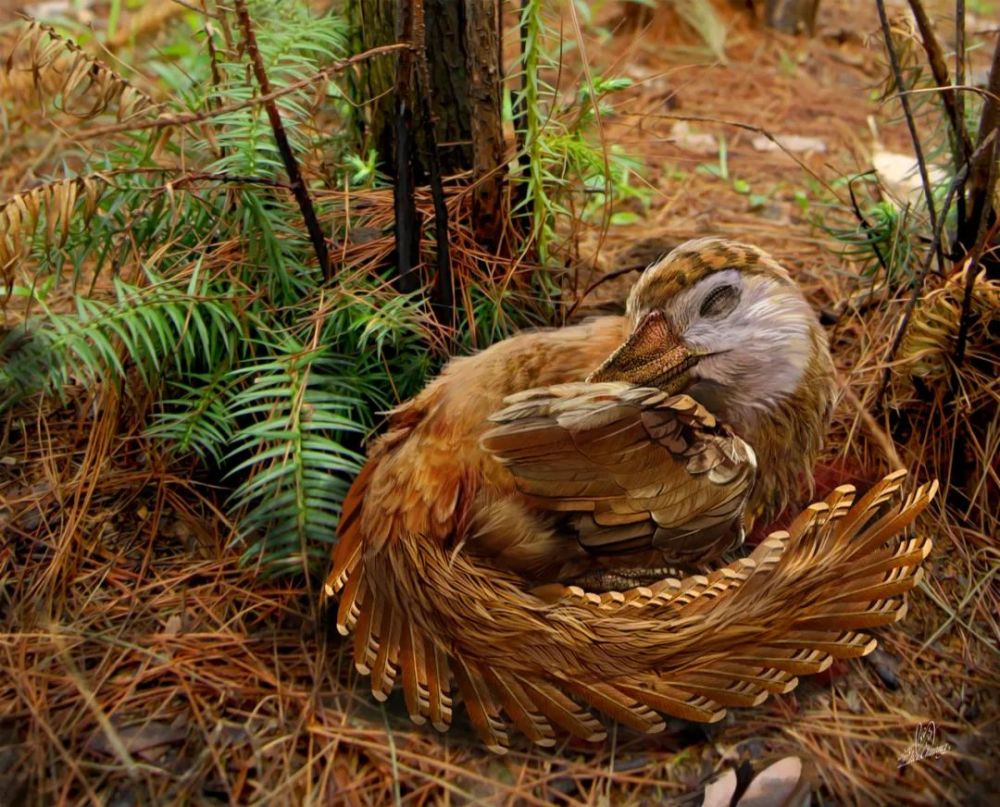 寐龙梦回白垩纪