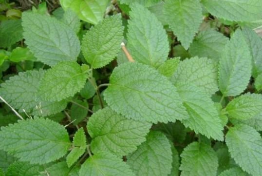 农村有一种香草植物,含2片叶子能除口臭,城里人有钱也难买到