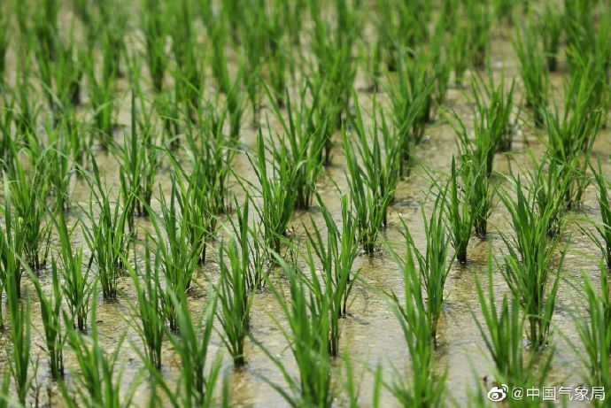 乡村五月无闲人,手把青秧插满田