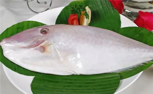 5种初夏时令鱼,个个都是顶级的鲜美|鲚鱼|肉质|刺身|豉汁|马友鱼