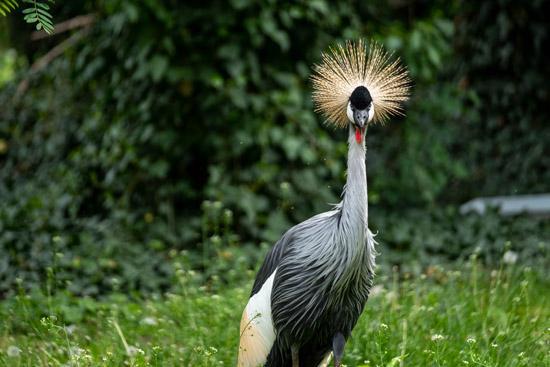 波兰华沙动物园重新开放