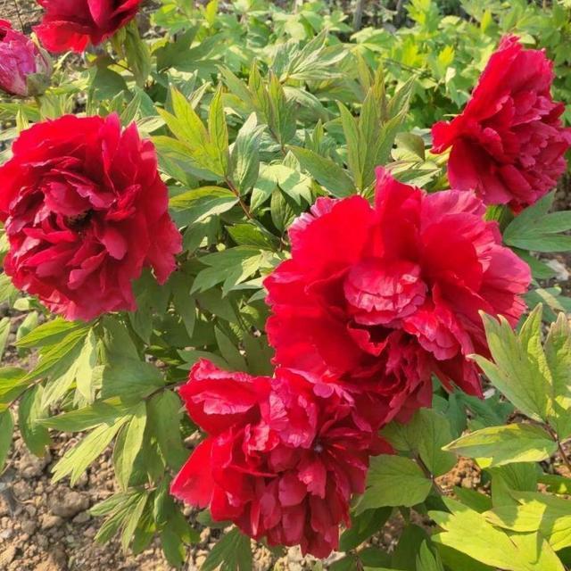 我国特有的一种 花卉 有着鲜艳的花色 美丽又吉祥 值得一养 腾讯网